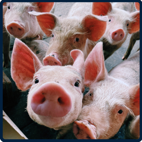 Piglets